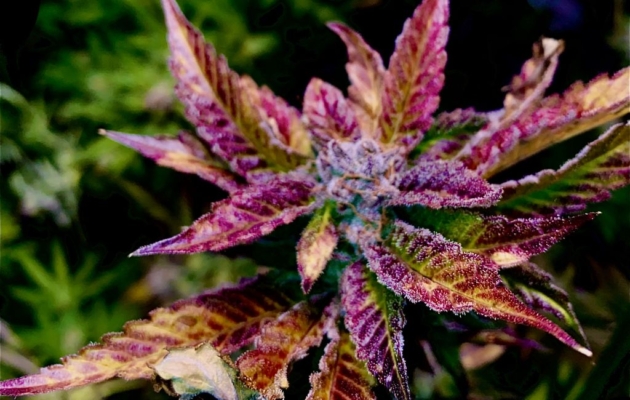 Lemon Cherry Runtz Strains